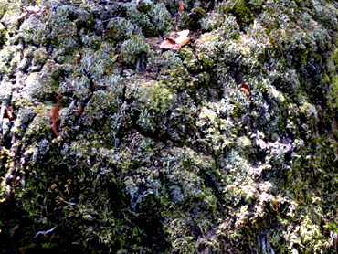MOSSY