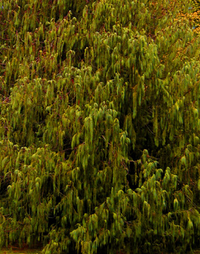 cascade
