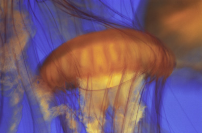 jellyfish