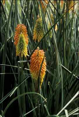nz_sm