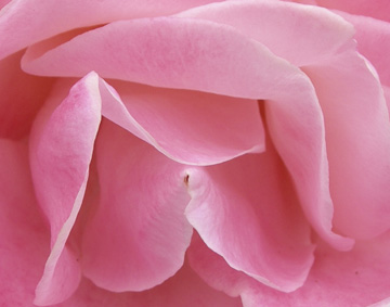 roselips