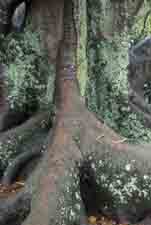 treeknows