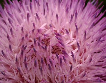 thistle