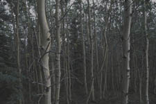walkingwoods